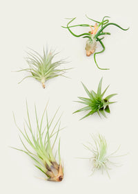 Air Plants (Tillandsia) Assorted - Ladybird Nursery