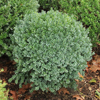 Common Box Blauer Heinz (Buxus sempervirens) - Ladybird Nursery
