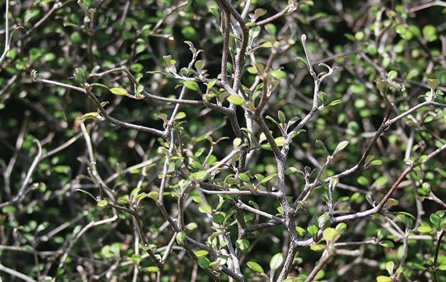 Wire Netting Bush (Corokia cotoneaster) - Ladybird Nursery