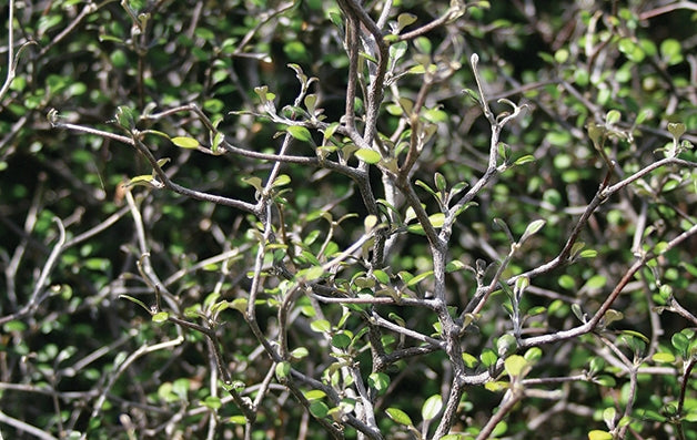 Wire Netting Bush (Corokia cotoneaster)