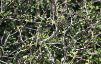 Wire Netting Bush (Corokia cotoneaster)