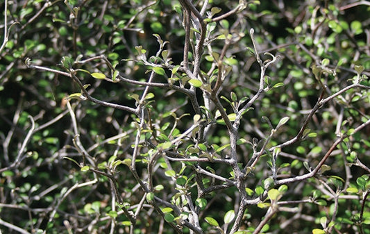 Wire Netting Bush (Corokia cotoneaster)