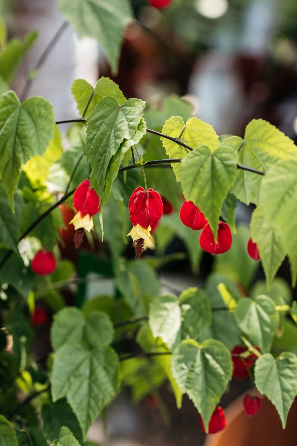 Chinese Lantern Brazilian Bell (Abutilon) - Ladybird Nursery