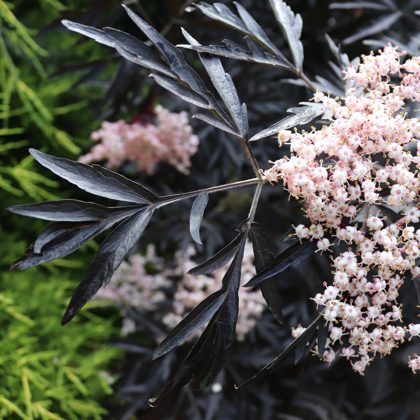 Ebbings Silverberry ebbingei (Elaeagnus x.)