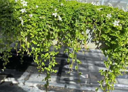 White Star Creeper (Pratia pedunculata) - Ladybird Nursery