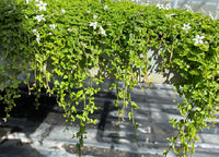 White Star Creeper (Pratia pedunculata)