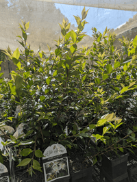 Tully River Myrtle (Backhousia enata) - Ladybird Nursery