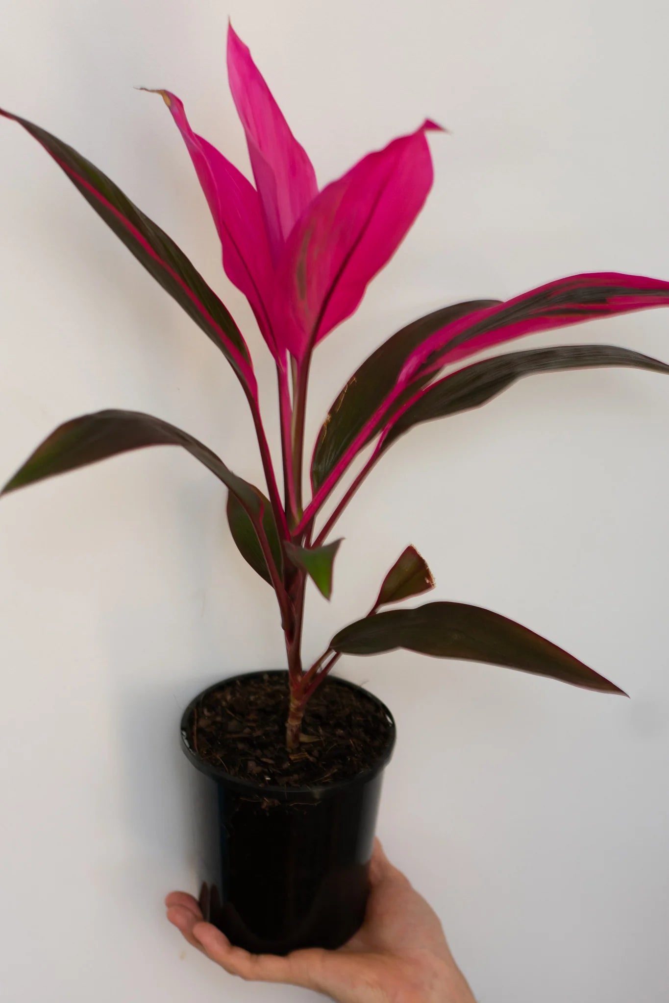 Cordyline John Klaus Red (Cordyline fruticosa) - Ladybird Nursery