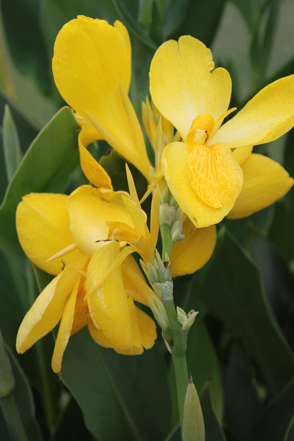 Canna Lemon Gem (Canna) - Ladybird Nursery