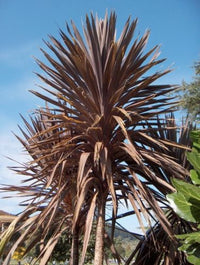 Cordyline Red Sensation (Cordyline australis)