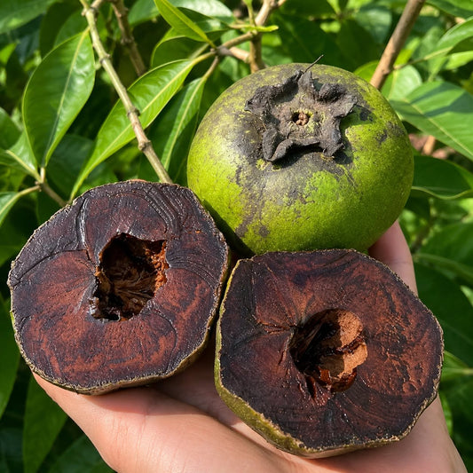 Black Sapote 'Tahiti' - Ladybird Nursery