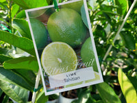 Lime 'Tahitian' 140mm Pots (QLD Only) - Ladybird Nursery