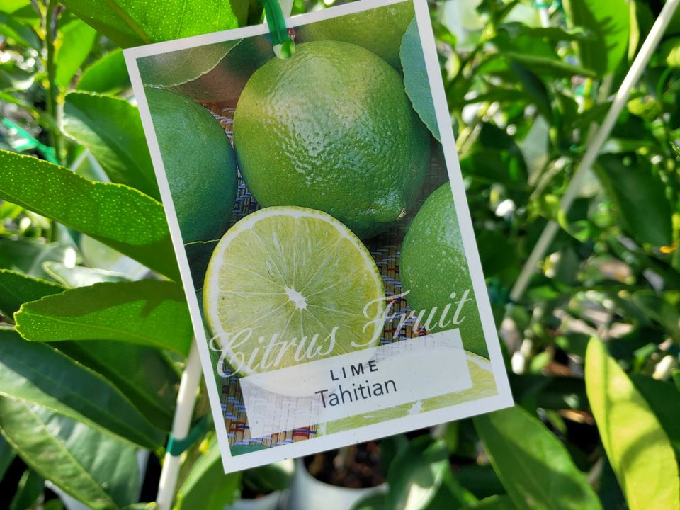 Lime 'Tahitian' 140mm Pots (QLD Only) - Ladybird Nursery