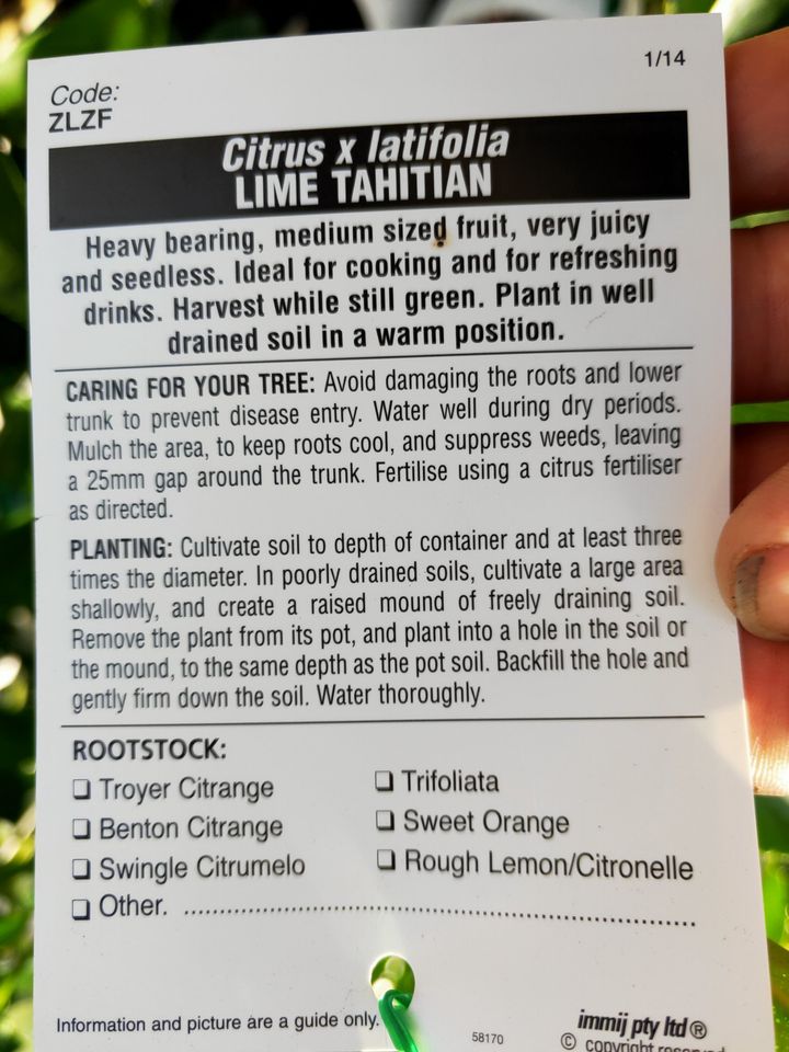 Lime 'Tahitian' 500mm Pot (Pickup Only)