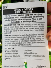 Lime 'Tahitian' 140mm Pots (QLD Only) - Ladybird Nursery