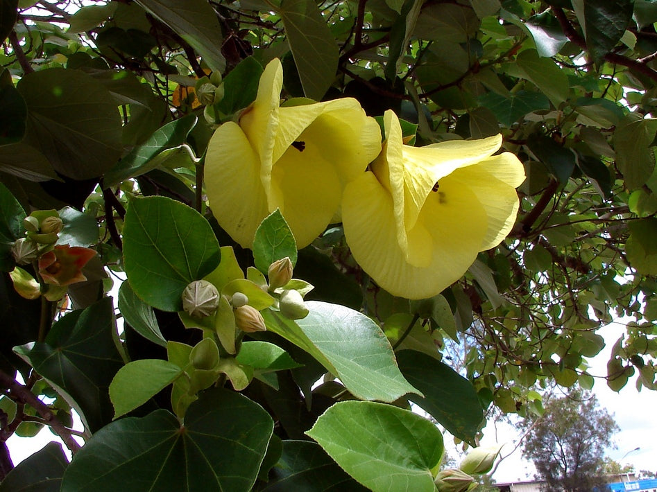 Sea Hibiscus Rubrum (Talipariti tileaceum)