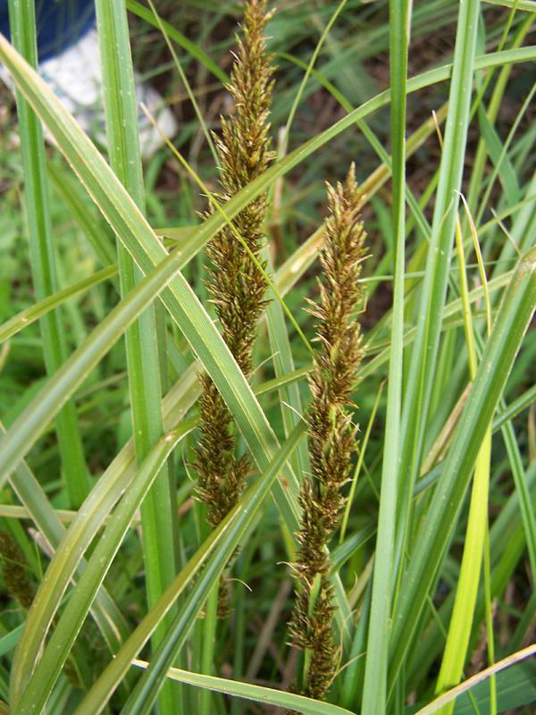 Tall Sedge (Carex appressa) - Ladybird Nursery