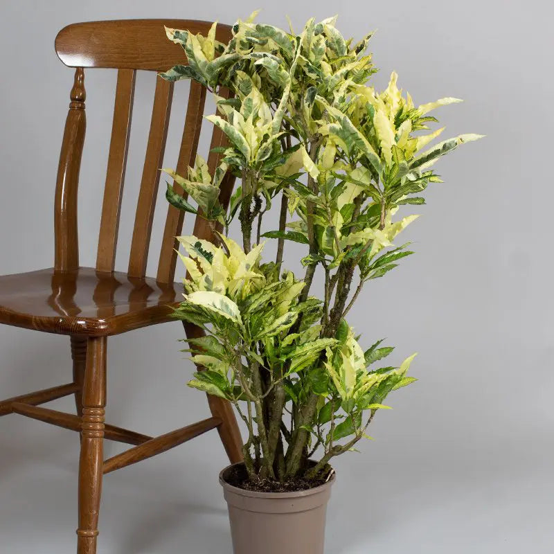 Croton Tamara (Codiaeum variegatum)