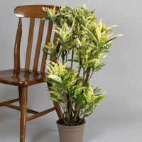 Croton Tamara (Codiaeum variegatum)