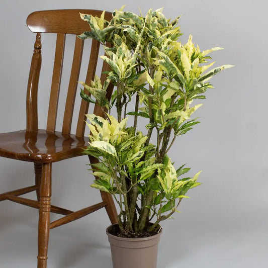 Croton Tamara (Codiaeum variegatum)