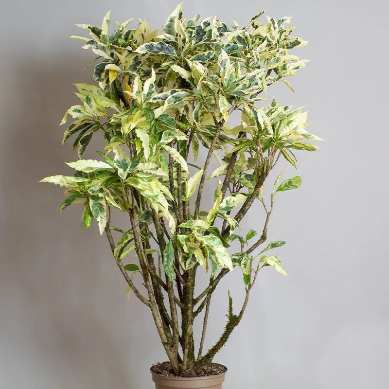 Croton Tamara (Codiaeum variegatum) - Ladybird Nursery