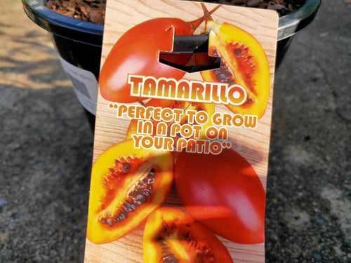 Tamarillo - Ladybird Nursery