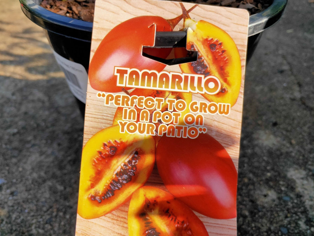 Tamarillo Red Grafted - Ladybird Nursery