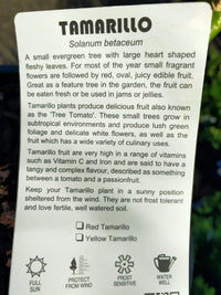 Tamarillo - Ladybird Nursery