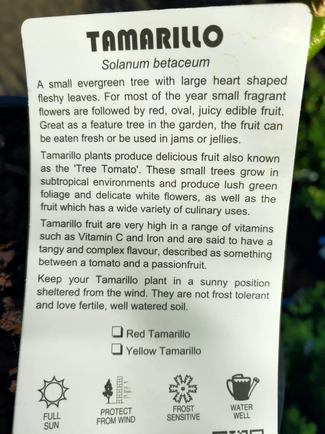 Tamarillo Red Grafted - Ladybird Nursery