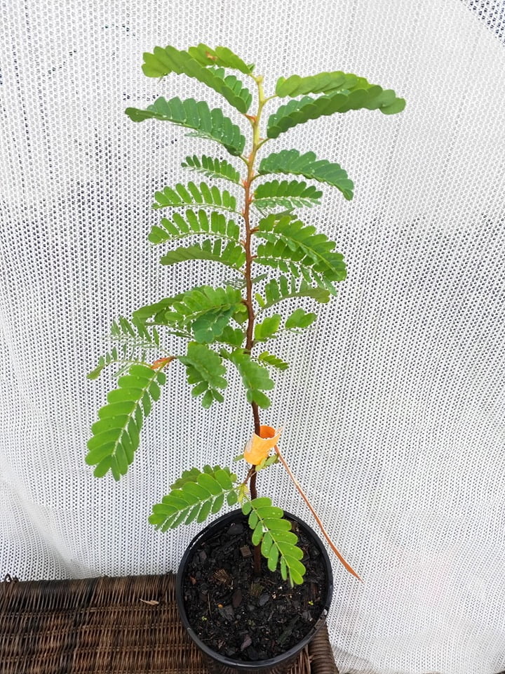 Sweet Tamarind Fruit Tree – Buy Now! – Ladybird Nursery