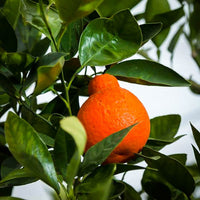 Tangelo Minneola (QLD Only)