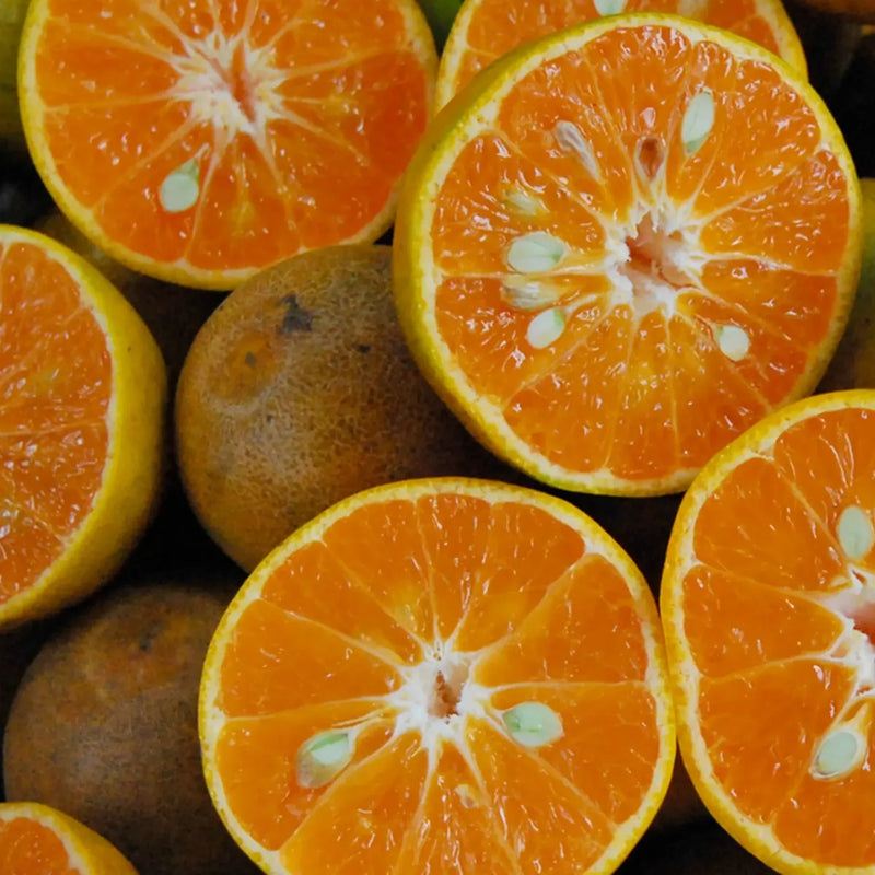 Tangerine 'Jamaican' (QLD Only)