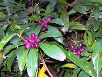 Native Pepper Berry (Tasmannia insipida) FEMALE - Ladybird Nursery