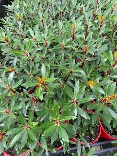 Native Mountain Pepper (Tasmannia lanceolata) MALE - Ladybird Nursery