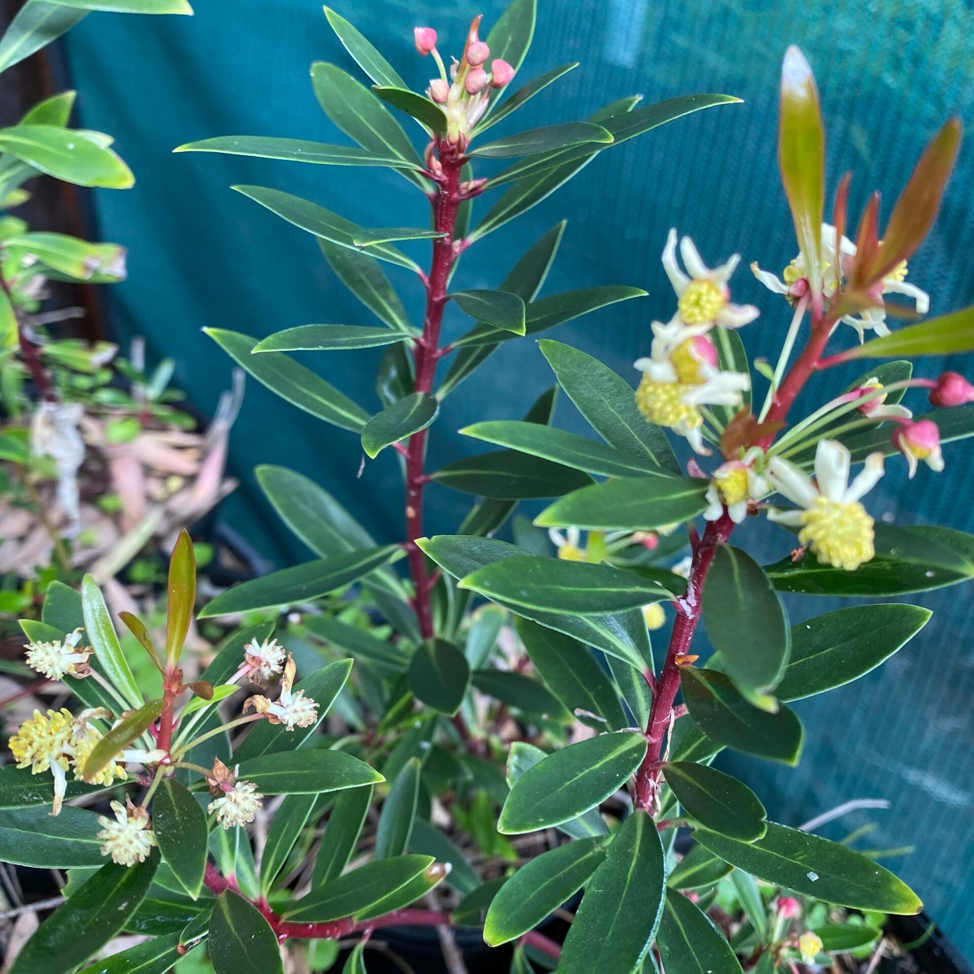 Dorrigo Pepper (Tasmannia stipitata) - Large - Ladybird Nursery