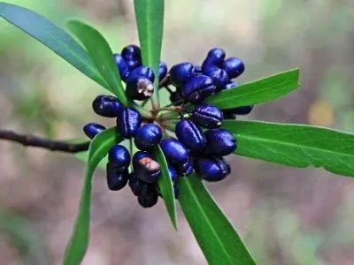 Dorrigo Pepper (Tasmannia stipitata) - Large - Ladybird Nursery