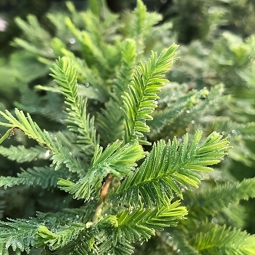 Bald Cypress Peve Minaret (Taxodium distichum)