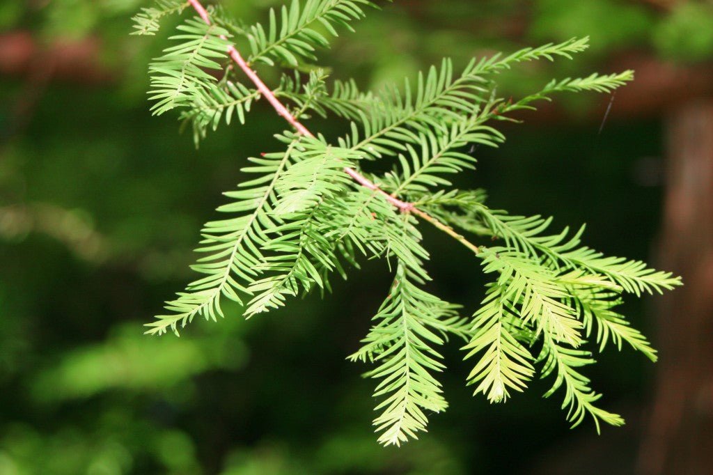 Bald Cypress (Taxodium distichum) - Ladybird Nursery