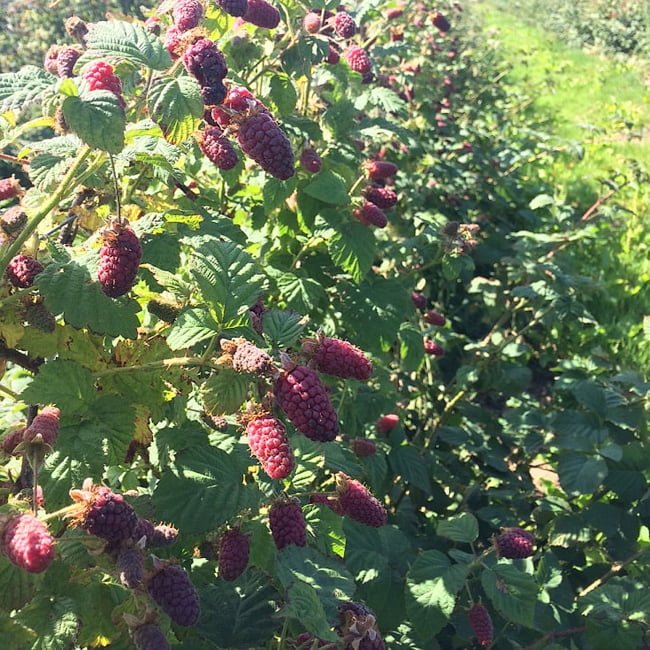 Tayberry - Ladybird Nursery