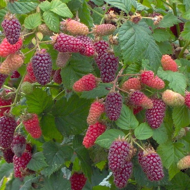 Tayberry - Ladybird Nursery