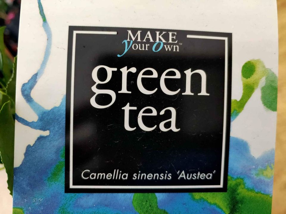 Tea Plant (Camellia sinensis 'Austea') - Ladybird Nursery
