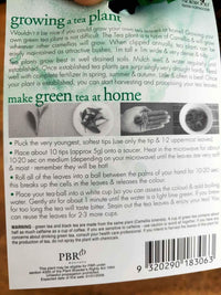 Tea Plant (Camellia sinensis) - Ladybird Nursery