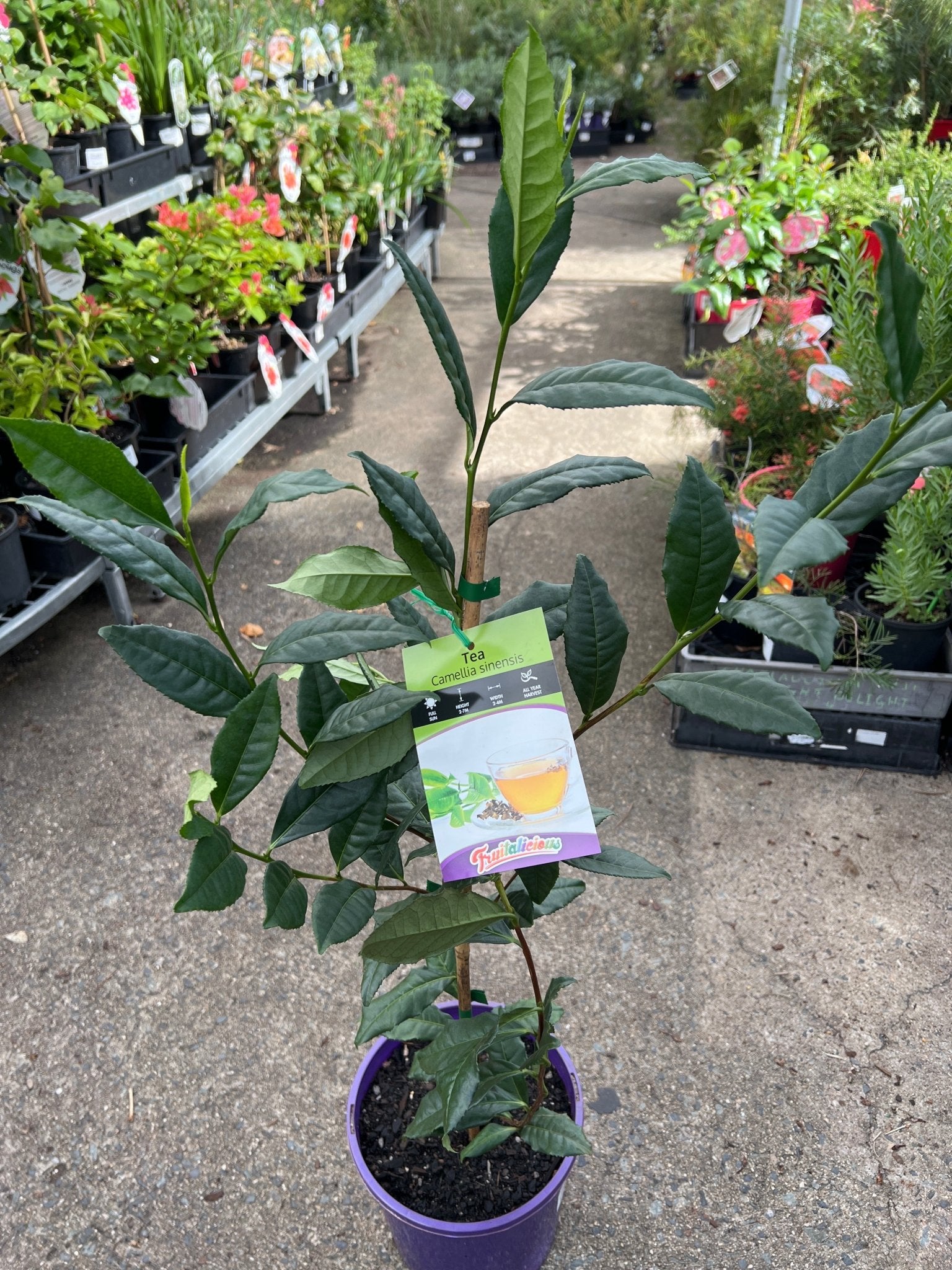 Tea Plant (Camellia sinensis) - Ladybird Nursery