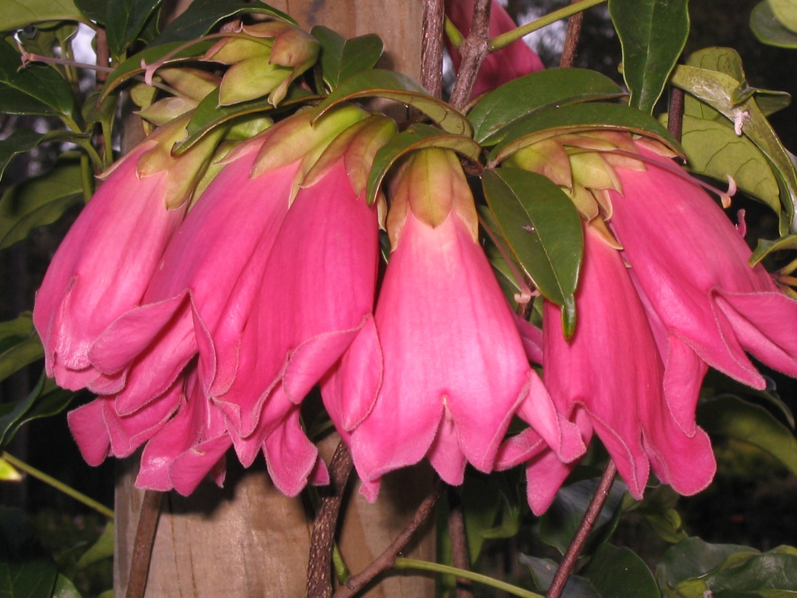 Roaring Meg (Tecomanthe sp.) - Ladybird Nursery