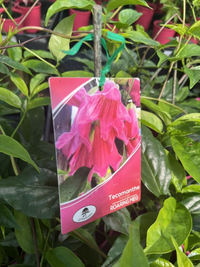 Roaring Meg (Tecomanthe hillii hybrid) - Ladybird Nursery