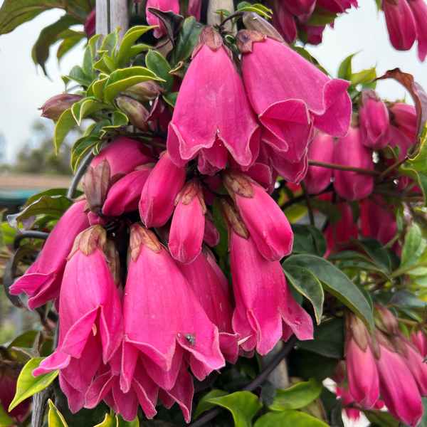 Roaring Meg (Tecomanthe sp.) - Ladybird Nursery
