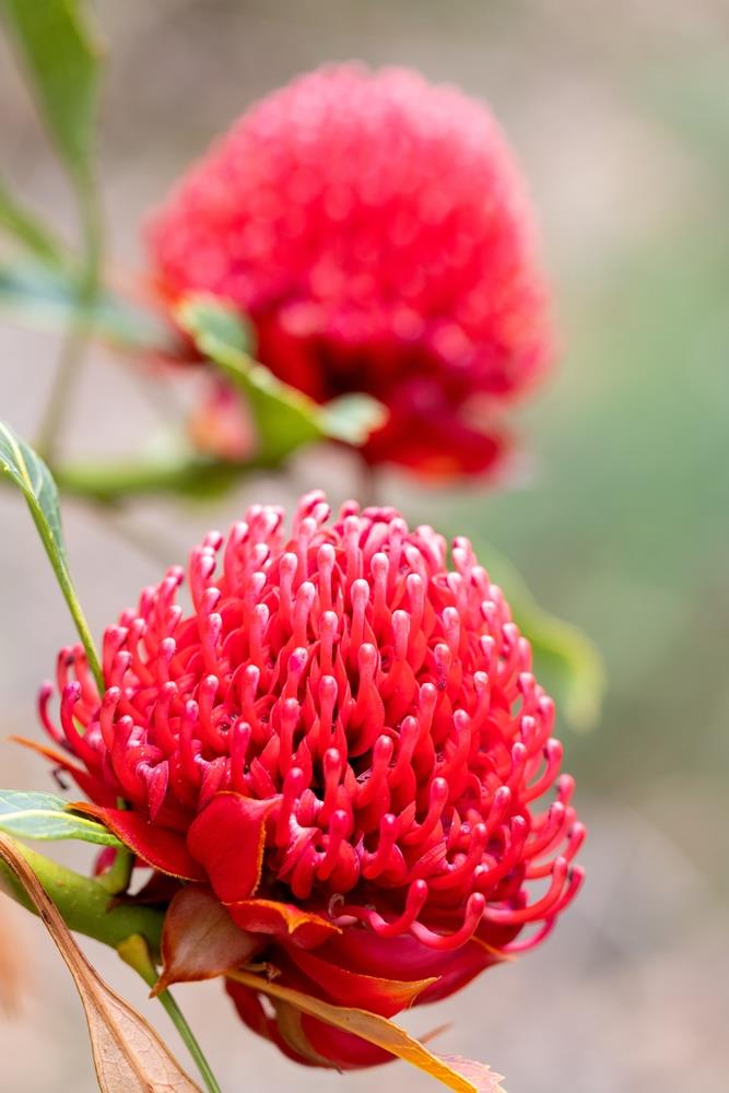 Waratah Emperors Torch (Telopea)