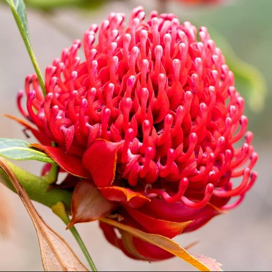 Waratah Emperors Torch (Telopea) - Ladybird Nursery