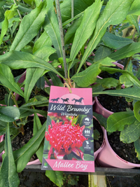 Waratah Wild Brumby ‘Mallee Boy’ (Telopea)