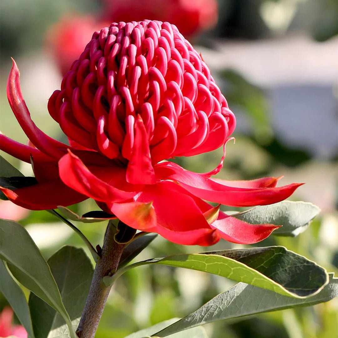 Telopea 'Shady Lady Crimson' - Ladybird Nursery